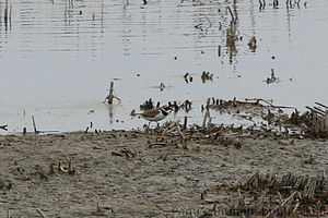 Charadrius dubius - Pikkutylli