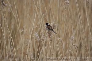 Emberiza schoeniclus - Pajusirkku