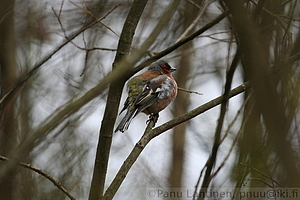 Fringilla coelebs - Peippo