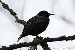 Sturnus vulgaris - Kottarainen