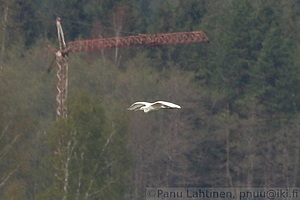 Egretta alba - Jalohaikara 1