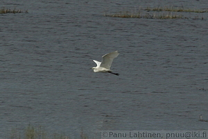 Egretta alba - Jalohaikara 2