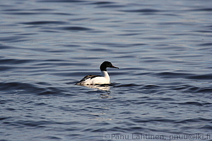 Mergus merganser - Isokoskelo
