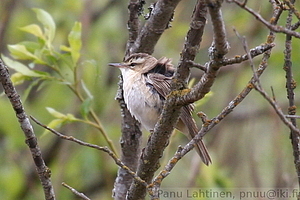 Acrocephalus schoenobaenus - Ruokokerttunen