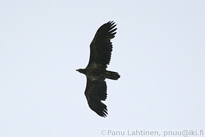 Haliaeetus albicilla - Merikotka