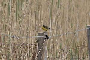 Motacilla flava - Keltavastarakki