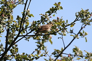 Luscinia luscinia - Satakieli 1