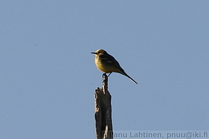 Motacilla citreola - Sitruunavastarakki