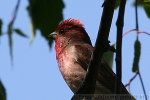 Carpodacus erythrinus - Punavarpunen
