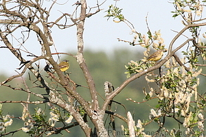Motacilla flava - Keltavastarakki, pari
