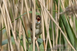 Acrocephalus scirpaceus - Rytikerttunen 2