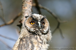 Asio otus, juv - Sarvipollo, nuori 1