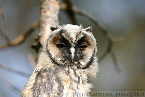 Asio otus, juv - Sarvipollo, nuori 2
