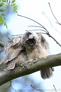 Asio otus, juv - Sarvipollo, nuori 3