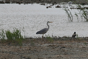 Ardea cinerea - Harmaahaikara