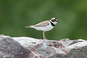 Charadrius dubius - Pikkutylli
