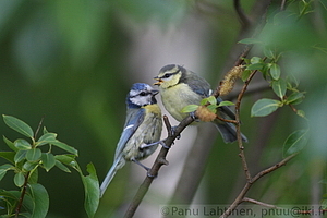 Parus caeruleus ,juv+ad - Sinitiainen, nuori ja aikuinen