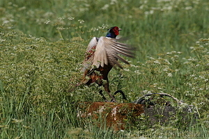 Phasianus colchicus - Fasaani