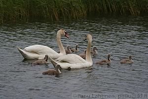 Cygnus olor - Kyhmyjoutsen