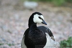 Branta leucopsis - Valkoposkihanhi
