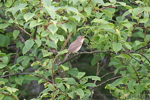 Acrocephalus palustris - Luhtakerttunen