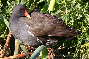 Gallinula chloropus - Liejukana