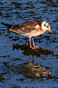 Larus ridibundus, juv - Naurulokki, nuori
