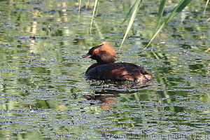 Podiceps auritus - Mustakurkku-uikku
