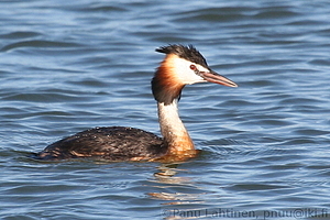 Podiceps cristatus - Silkkiuikku