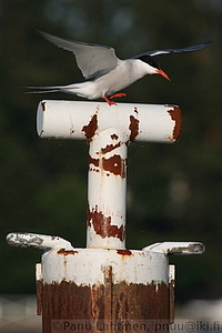 Sterna hirundo - Kalatiira