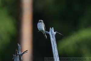 Muscicapa striata - Harmaasieppo