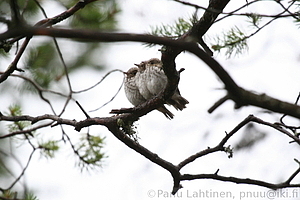Ficedula hypoleuca, juv - Kirjosieppo, nuori 1