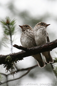 Ficedula hypoleuca, juv - Kirjosieppo, nuori 2