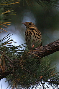 Anthus trivialis - Metsakirvinen