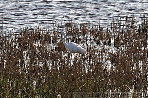 Egretta alba - Jalohaikara