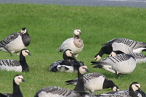Branta leucopsis - Valkoposkihanhi, varivika