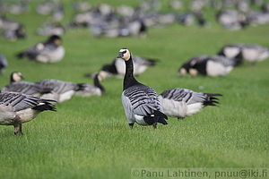 Branta leucopsis - Valkoposkihanhi