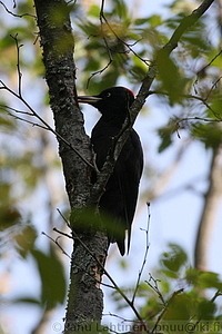 Dryocopus martius - Palokarki