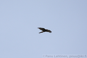 Accipiter gentilis - Kanahaukka
