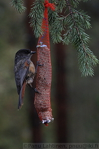 Perisoreus infaustus - Kuukkeli