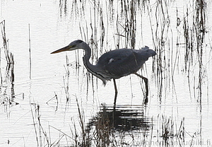 Ardea cinerea - Harmaahaikara 1