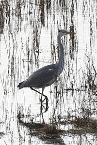 Ardea cinerea - Harmaahaikara 2
