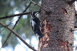 Picoides tridactylus - Pohjantikka