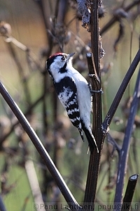 Dendrocopos minor - Pikkutikka 2