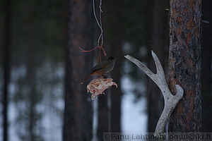 Perisoreus infaustus - Kuukkeli