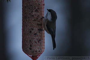 Parus cinctus - Lapintiainen