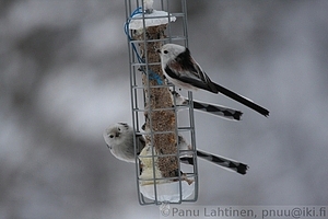 Aegithalos caudatus - Pyrstotiainen