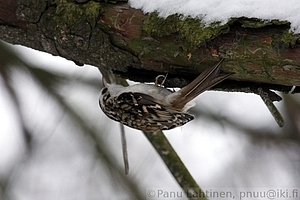 Certhia familiaris - Puukiipija