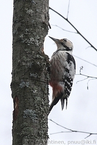 Dendrocopos leucotos - Valkoselkatikka 1