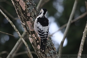 Dendrocopos leucotos - Valkoselkatikka 2